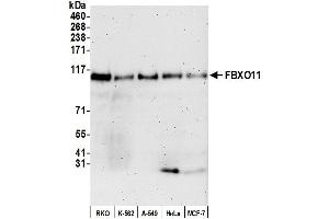 Western Blotting (WB) image for anti-F-Box Protein 11 (FBXO11) (AA 877-927) antibody (ABIN7450242)
