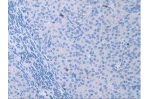 IHC-P analysis of Mouse Ovary Tissue, with DAB staining.