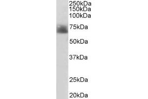 ABIN185394 (2µg/ml) staining of Human Colon lysate (35µg protein in RIPA buffer).