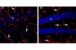 Expression of Aquaporin 4 in rat and mouse brain - Immunohistochemical staining of Aquaporin 4 in rat and mouse brain free floating frozen sections using Anti-Aquaporin 4 (AQP4) (300-314)-ATTO Fluor-594 Antibody (ABIN7042940), (1:80).