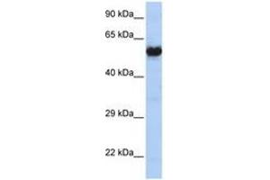 Image no. 1 for anti-Cholinergic Receptor, Nicotinic, gamma (CHRNG) (AA 36-85) antibody (ABIN6741494) (CHRNG anticorps  (AA 36-85))