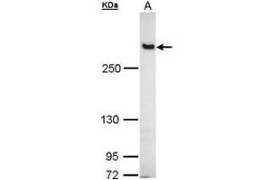 Image no. 2 for anti-Filamin B, beta (FLNB) (AA 30-239) antibody (ABIN467430)