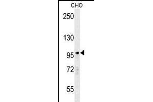 RP8 Antibody (Center) (ABIN650978 and ABIN2840019) western blot analysis in CHO cell line lysates (35 μg/lane). (PARP8 anticorps  (AA 632-660))
