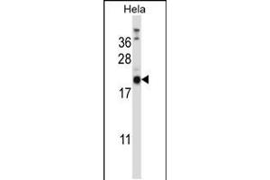 Western blot analysis in Hela cell line lysates (35ug/lane). (PRRG1 anticorps  (N-Term))