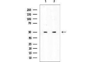 Western blot analysis of lysates from various samples, using XRCC4 Mouse Monoclonal Antibody at 1/1000 dilution.