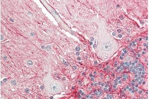 ABIN870659 (5µg/ml) staining of paraffin embedded Human Cerebellum.