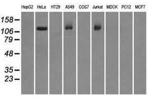 Image no. 2 for anti-Budding Uninhibited By Benzimidazoles 1 Homolog beta (Yeast) (BUB1B) antibody (ABIN1496996) (BUB1B anticorps)