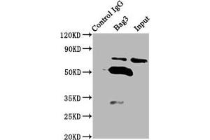 Immunoprecipitating Bag3 in K562 whole cell lysate Lane 1: Rabbit control IgG (1 μg) instead of ABIN7176989 in K562 whole cell lysate. (BAG3 anticorps  (AA 2-577))