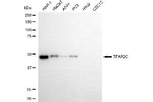 Western blotting analysis using TFAP2C antibody (ABIN7800592).
