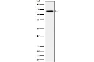 Western blot analysis of TRIM24 expression in HeLa cell lysate.