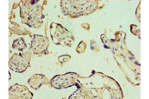 Immunohistochemistry of paraffin-embedded human placenta tissue using ABIN7151877 at dilution of 1:100