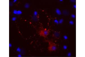 Indirect immunostaining of PFA fixed cultured rat oligodendrocyte (dilution 1 : 500; red).