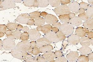 Immunohistochemistry analysis of paraffin-embedded mouse muscle using,APOBEC2 (ABIN7073085) at dilution of 1: 400