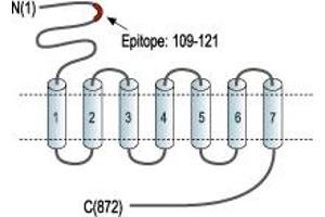 Representative domain view of the target of ABIN7885060.