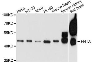 Western blot analysis of extracts of various cell lines, using FNTA antibody. (FNTA anticorps)