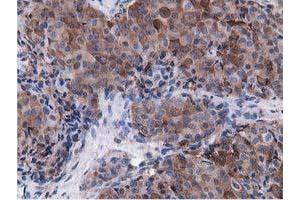 Immunohistochemical staining of paraffin-embedded Human pancreas tissue using anti-VWA5A mouse monoclonal antibody. (VWA5A anticorps)