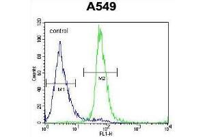 ZNF324B Antibody (C-term) flow cytometric analysis of A549 cells (right histogram) compared to a negative control cell (left histogram). (ZNF324B anticorps  (C-Term))