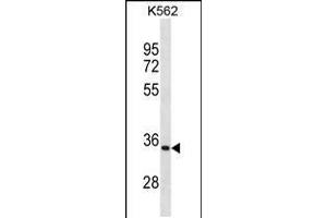 Western blot analysis in K562 cell line lysates (35ug/lane). (PRTN3 anticorps  (C-Term))