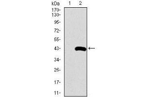 Western blot analysis using SFTPC mAb against HEK293 (1) and SFTPC (AA: 60-180)-hIgGFc transfected HEK293 (2) cell lysate.