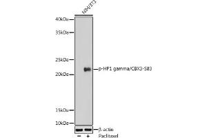 Western blot analysis of extracts of NIH/3T3 cells, using Phospho-HP1 gamma/CBX3-S83 antibody (ABIN7266358) at 1:1000 dilution.