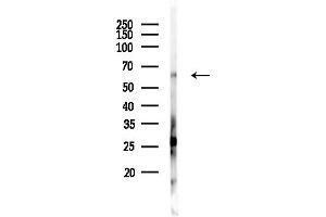 Western blot analysis of lysates from PC12 cells, using FU Antibody at 1/1000 dilution.