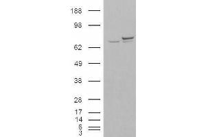 HEK293 overexpressing KU70 (ABIN5410180) and probed with ABIN190763 (mock transfection in first lane). (XRCC6 anticorps  (N-Term))