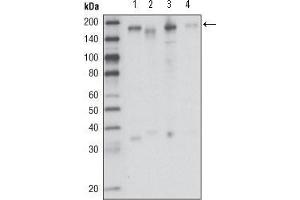 Western blot analysis using RON mouse mAb against HCC827 (1), HT-29 (2), HCT-116 (3) and BxPC-3 (4) cell lysate.