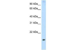 PPP1R8 antibody used at 2. (PPP1R8 anticorps)