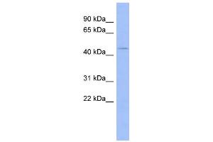 WB Suggested Anti-ZNF70 Antibody Titration:  0. (ZNF70 anticorps  (N-Term))