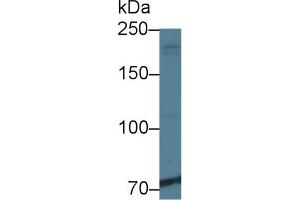 Western blot analysis of Human K562 cell lysate, using Rat NIN Antibody (1 µg/ml) and HRP-conjugated Goat Anti-Rabbit antibody ( (Ninein anticorps  (AA 1-153))
