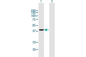 Western Blot analysis of PSG2 expression in transfected 293T cell line by PSG2 MaxPab polyclonal antibody. (PSG2 anticorps  (AA 1-335))