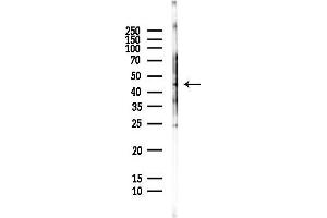 anti-Chromosome 12 Open Reading Frame 29 (C12ORF29) antibody