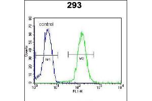 Flow cytometric analysis of 293 cells (right histogram) compared to a negative control cell (left histogram). (DACT1 anticorps  (N-Term))