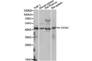 Western blot analysis of extracts of various cell lines, using IL13RA2 antibody (ABIN1980235) at 1:1000 dilution. (IL13RA2 anticorps)