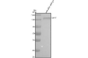 Western blot analysis of USP7 using anti-USP7 antibody (AZF1QUS9).