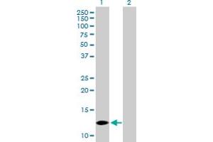 Western Blot analysis of COX7A2L expression in transfected 293T cell line by COX7A2L MaxPab polyclonal antibody. (COX7A2L anticorps  (AA 1-114))