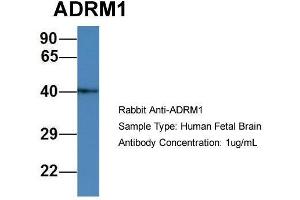Host: Rabbit  Target Name: ADRM1  Sample Tissue: Human Fetal Brain  Antibody Dilution: 1.