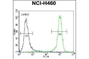 CHRND Antibody (Center) (ABIN655604 and ABIN2845088) flow cytometric analysis of NCI- cells (right histogram) compared to a negative control cell (left histogram).