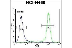 CHRND Antibody (Center) (ABIN655604 and ABIN2845088) flow cytometric analysis of NCI- cells (right histogram) compared to a negative control cell (left histogram). (CHRND anticorps  (AA 168-196))
