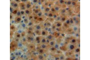 IHC-P analysis of liver tissue, with DAB staining. (Apolipoprotein M anticorps  (AA 20-190))