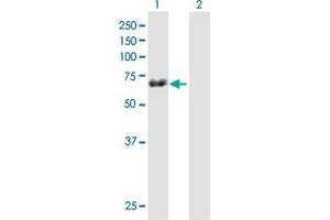 Western Blot analysis of TRIM29 expression in transfected 293T cell line by TRIM29 MaxPab polyclonal antibody.