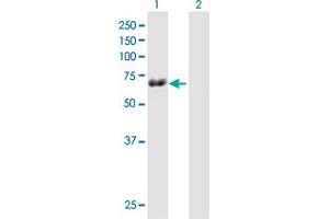 Western Blot analysis of TRIM29 expression in transfected 293T cell line by TRIM29 MaxPab polyclonal antibody. (TRIM29 anticorps  (AA 1-588))