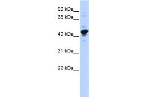 WB Suggested Anti-RBMXL2 Antibody Titration:  0. (RBMXL2 anticorps  (Middle Region))