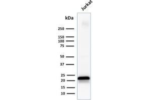Western Blot Analysis of human Jurkat cell lysate using CD3e Mouse Monoclonal Antibody (C3e/1931). (CD3 epsilon anticorps  (AA 23-119))