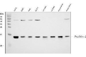 Western blot analysis of Profilin1 using anti-Profilin1 antibody (ABIN3043603). (PFN1 anticorps  (C-Term))
