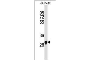 OR1N1 Antibody (C-term) (ABIN657733 and ABIN2846718) western blot analysis in Jurkat cell line lysates (35 μg/lane). (OR1N1 anticorps  (C-Term))