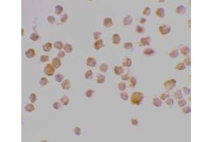 Immunocytochemistry staining of K562 cells using AP30206PU-N Caspase-9 antibody at 2 μg/ml.