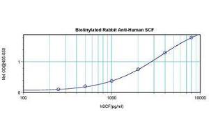 Image no. 1 for anti-KIT Ligand (KITLG) antibody (Biotin) (ABIN465584)