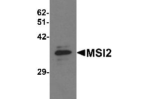 Western blot analysis of MSI2 in EL4 cell lysate with MSI2 antibody at 1 µg/mL. (MSI2 anticorps  (N-Term))