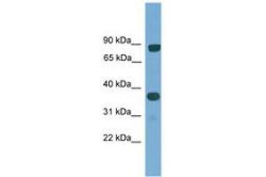 Image no. 1 for anti-KH Domain Containing, RNA Binding, Signal Transduction Associated 2 (KHDRBS2) (AA 30-79) antibody (ABIN6745505)